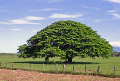 Arboles del mundo