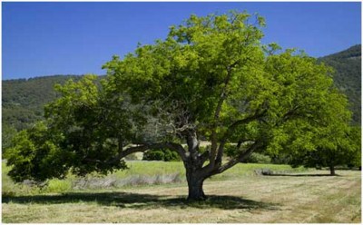 Arboles del mundo