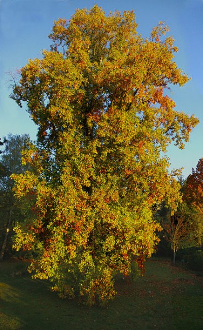Arboles del mundo
