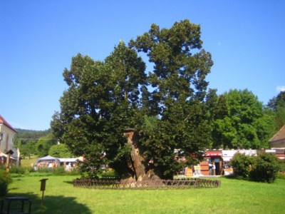 Arboles del mundo