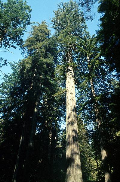 Arboles del mundo