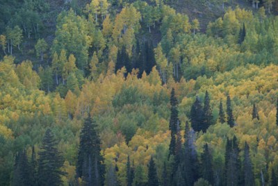 Arboles del mundo