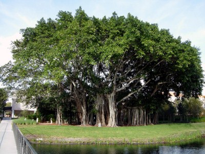 Arboles del mundo