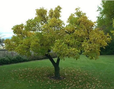 Arboles del mundo