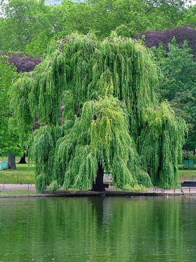 Arboles del mundo
