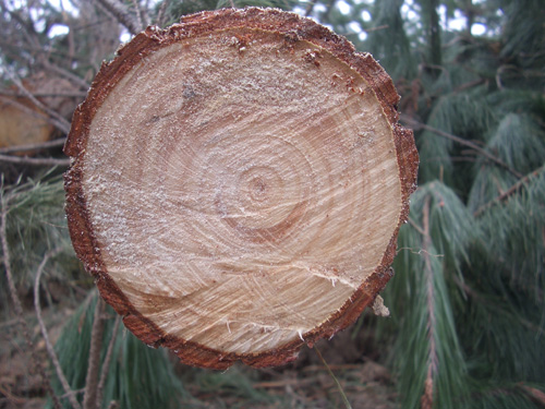 ficha tecnica del pino insignis o pino radiata